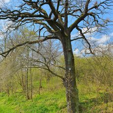 Quercus robur near Salsitz