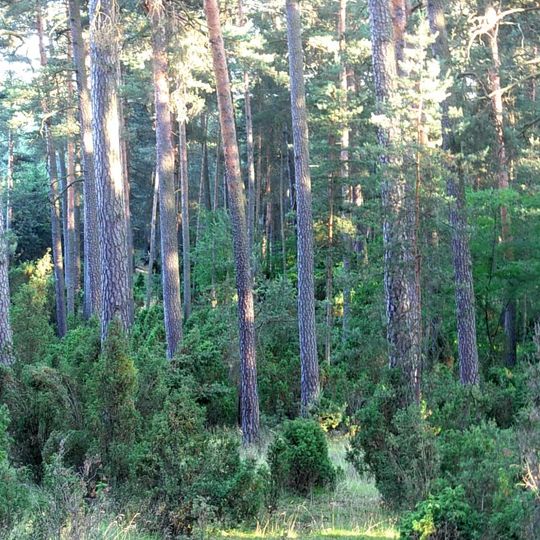 Nature reserve Łążyn