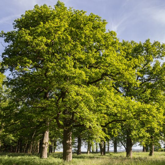 Hutanger bei Krönhof
