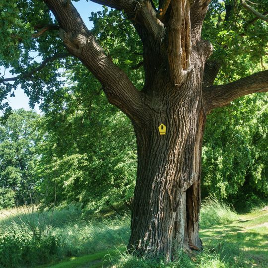 Eiche am Drescherhaus