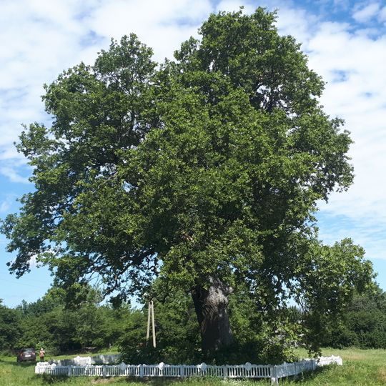 Eiche in Schirjajewe