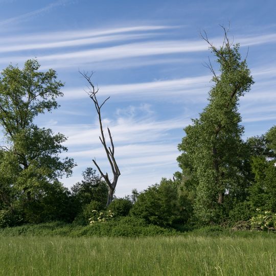 Neuzenlache von Viernheim