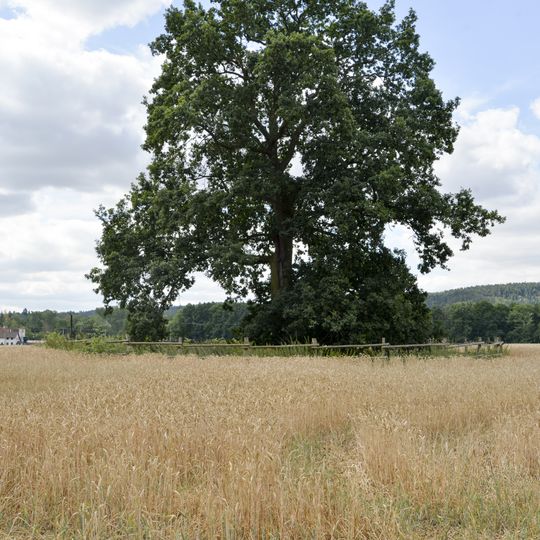 Havlíček´s oak in Žďár