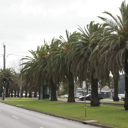 Avenue of palms, Mount Alexander Road