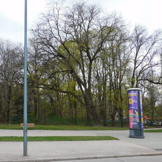 Pomnikowy perełkowiec japoński przy parku SGGW