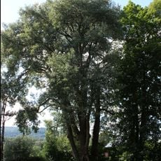 Topol šedý u zámečku ve Vrbně