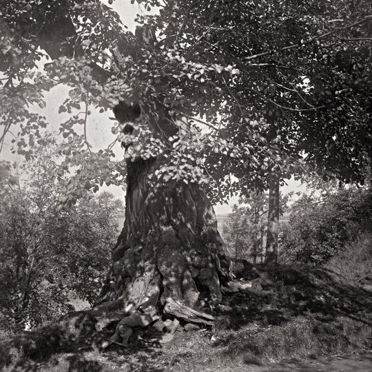 Výprachtická lípa