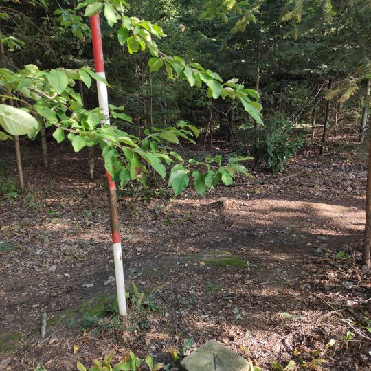 Hlučínská pahorkatina