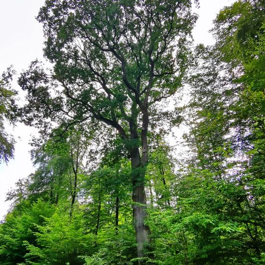 Clemens-August-Eichen