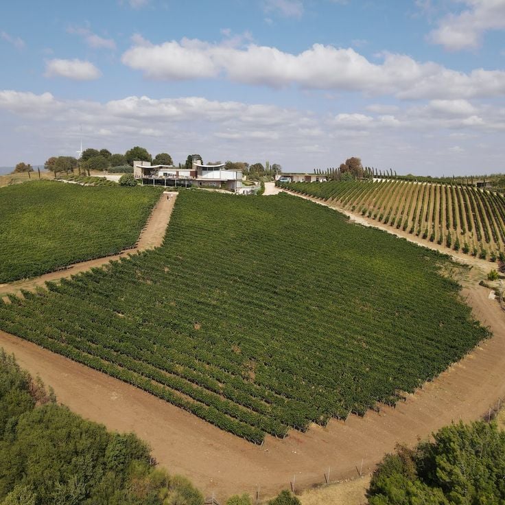 Chateau Kalpak Vineyards