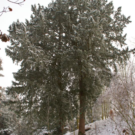Fünf Eiben auf dem Altaistberg