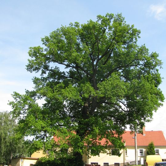 Luther oak Kleinluga