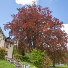 Blutbuche Hohenfichte