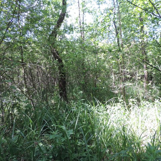 Лев'ятинське болото