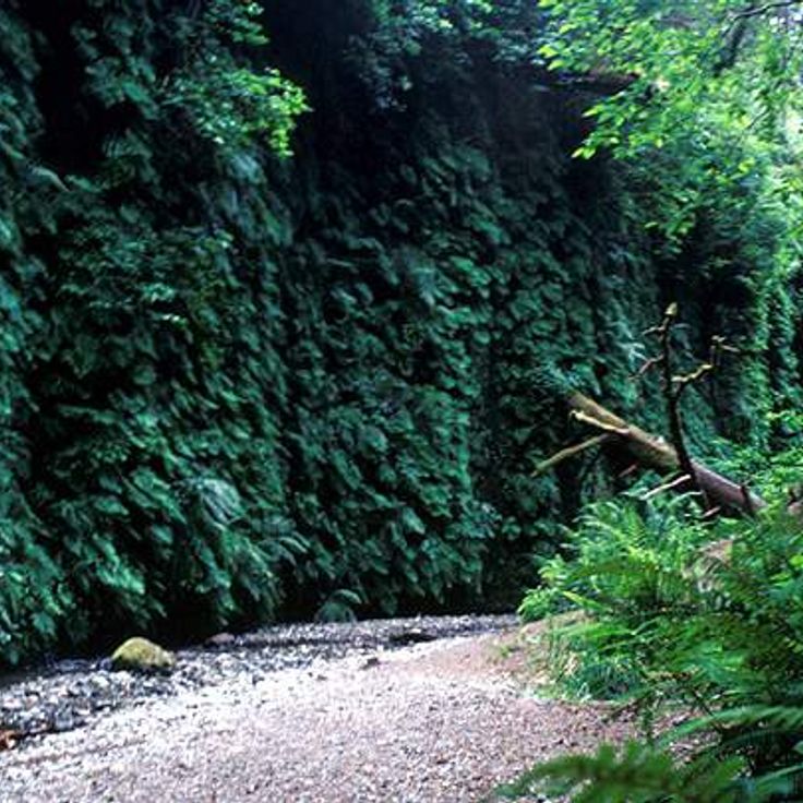 Fern Canyon