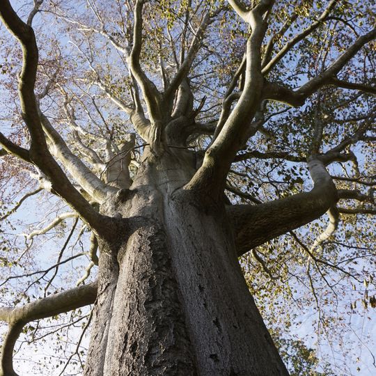 Buk na Vysoké u Chrastavy