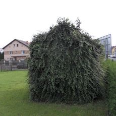 Kaple Panny Marie nad Božkovem