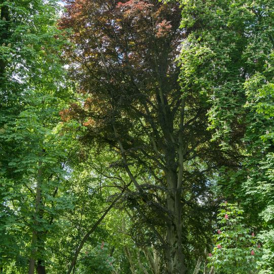 Blutbuche im Schlosspark Ebelsberg
