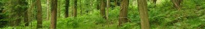 Panoramic View 1