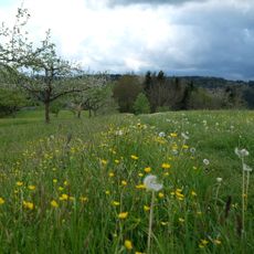 Drumlin Im Hasenbühl und Gegez