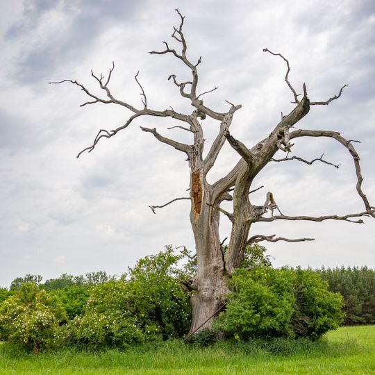 Dub nad rybnikem Kamenec