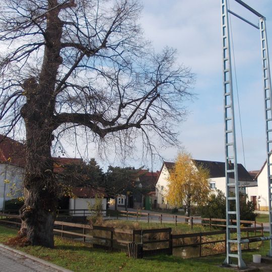 Tilia in Possenhain