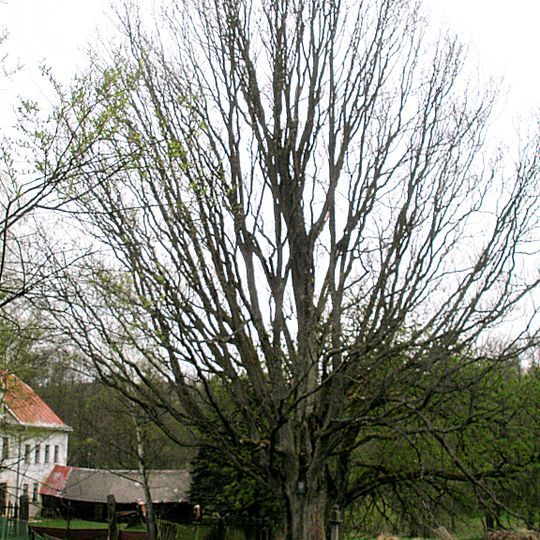 Klen u Mýtského mlýna