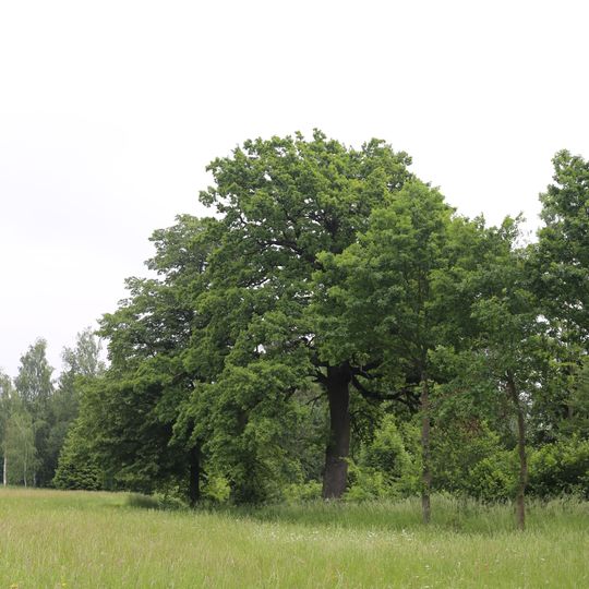 Zwei Eichen bei Raffeldsmühle in Fraham