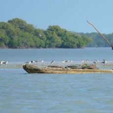 Usumacinta mangroves