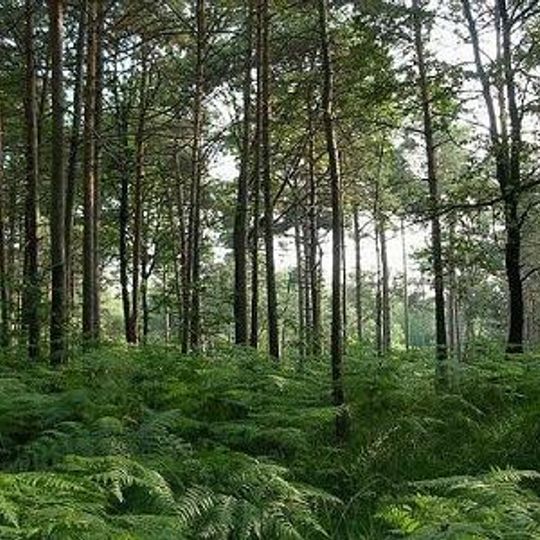 Parco della Pineta di Appiano Gentile e Tradate