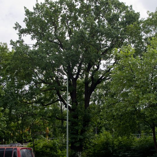 Stiel-Eiche U-Bahnhof Ruhleben