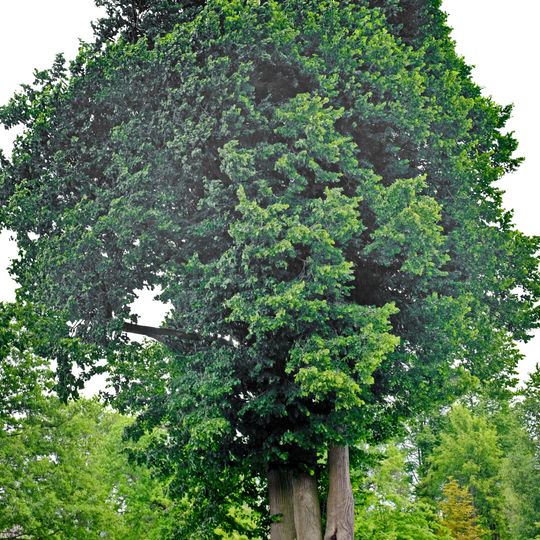 Lípy u kostela v Přílezech