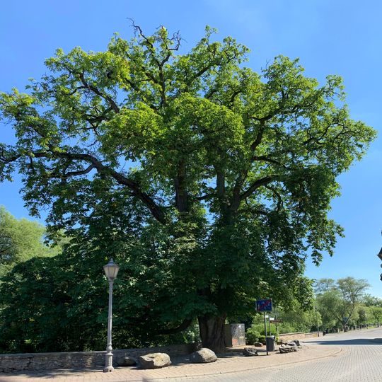 Rosskastanie in Hadamar