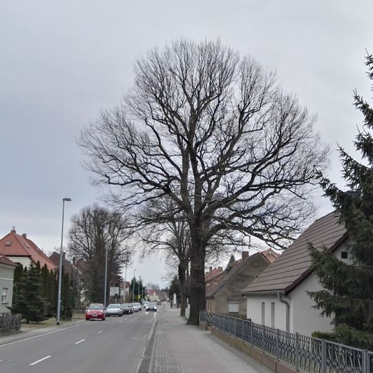 Naturdenkmal Stieleiche Lauchhammer Straße 18 Straßenraum in Schwarzheide