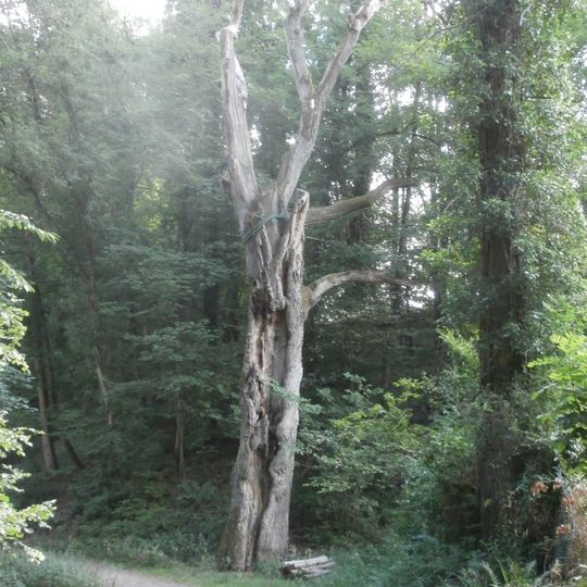 1 Eiche "Geistereiche"