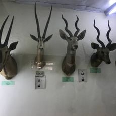 Zoological Natural History Museum