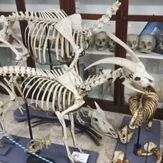 Museo anatomico veterinario