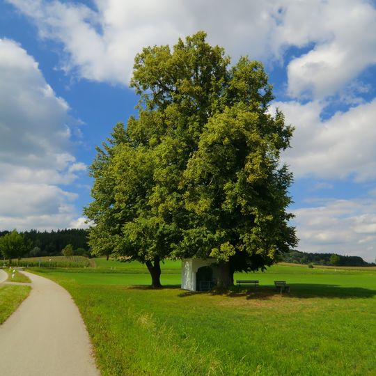 Linden am Gemeindeplatz Edenbergen