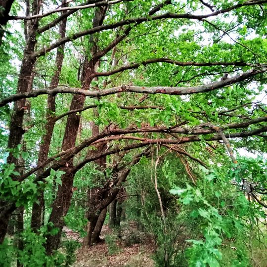 Dubove Nasadzhennya Complex Natural Monument