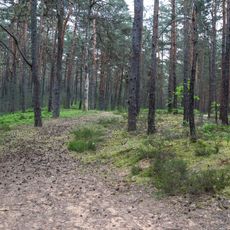 Neumarkter Sanddünen