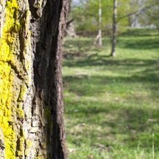 Norrköpings ekbackar