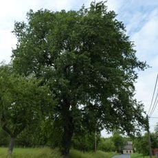 Dub v Chotěbuzi (Chotěbuzská)