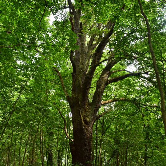 Naturdenkmal Eiche Nordufer des Großen Seddiner Sees, östlich vom Zeltplatz in Neuseddin