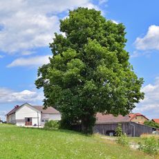Doppel Ahornbaum in Kirchschlag