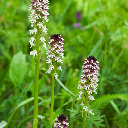 Stráně u Drahobuzi