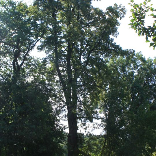 Dub letní a lípa malolistá