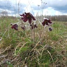 Csombárd Meadow Nature Reserve