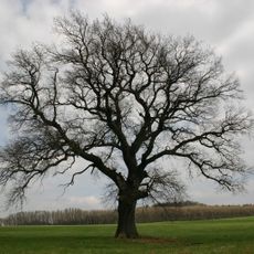 Čapkův dub pod Chlumem
