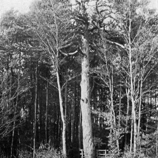 Erbenka pine tree