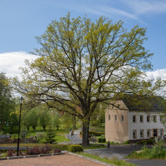 Luther-Eiche in Schönerstadt